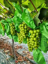 팜모닝 자유주제·자유게시판 게시글 이미지