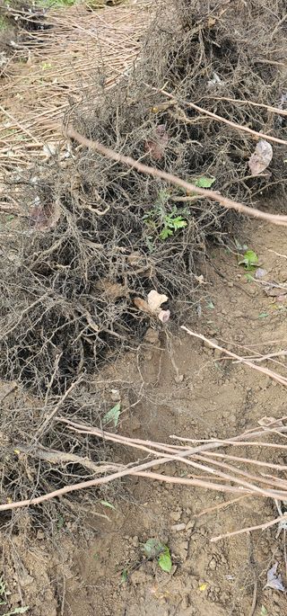 뿌리묘목농원님의 자유주제 · 자유게시판 작성글 사진