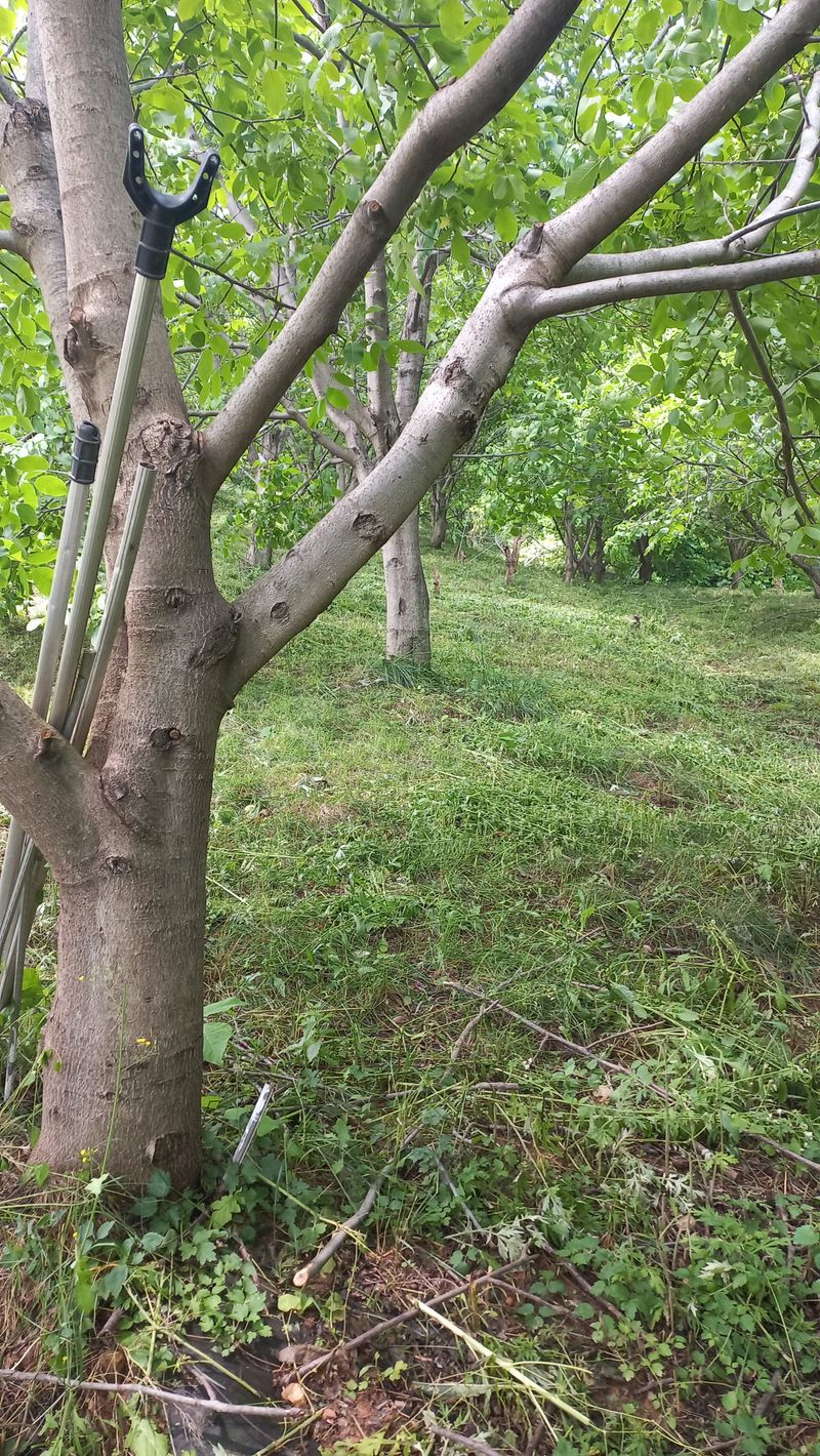 김노형님의 장터 판매 상품 [호두 1kg] 첨부 사진