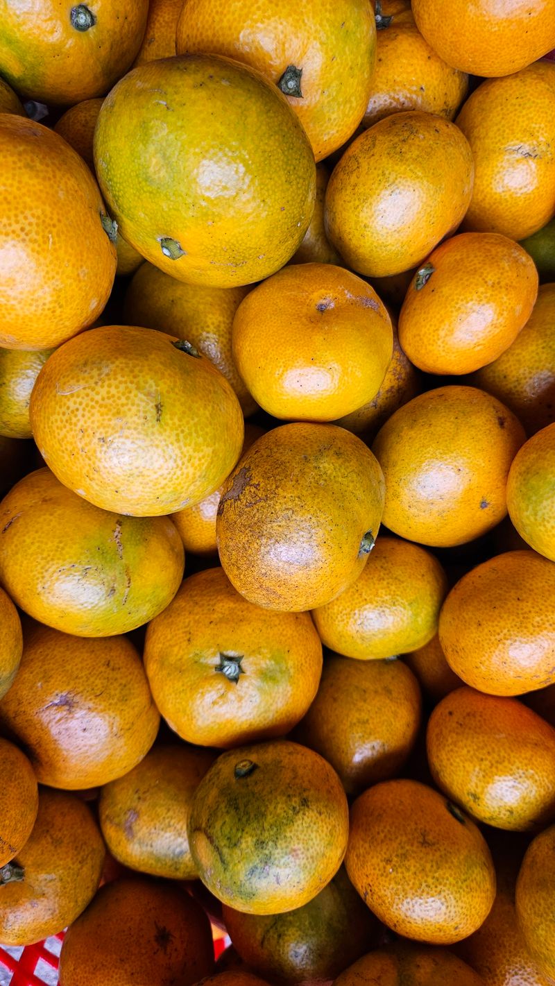 고강농원 강영자님의 장터 판매 상품 [고강농원타이벡귤 10kg] 첨부 사진