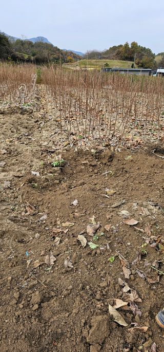 뿌리묘목농원님의 자유주제 · 자유게시판 작성글 사진