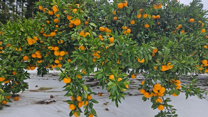 고강농원 강영자님의 장터 판매 상품 [고강농원타이벡귤 10kg] 첨부 사진