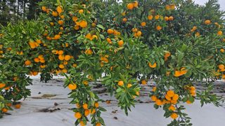 고강농원 강영자님의 작성글 사진