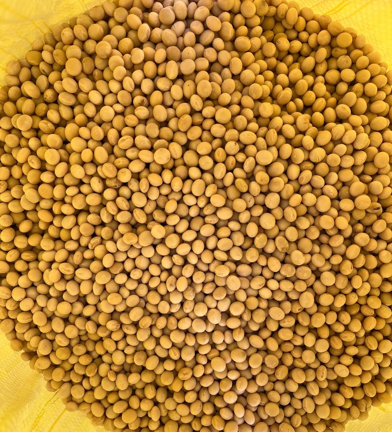 장터 상품 [직접농사지은 메주콩(백태) 판매합니다] 썸네일