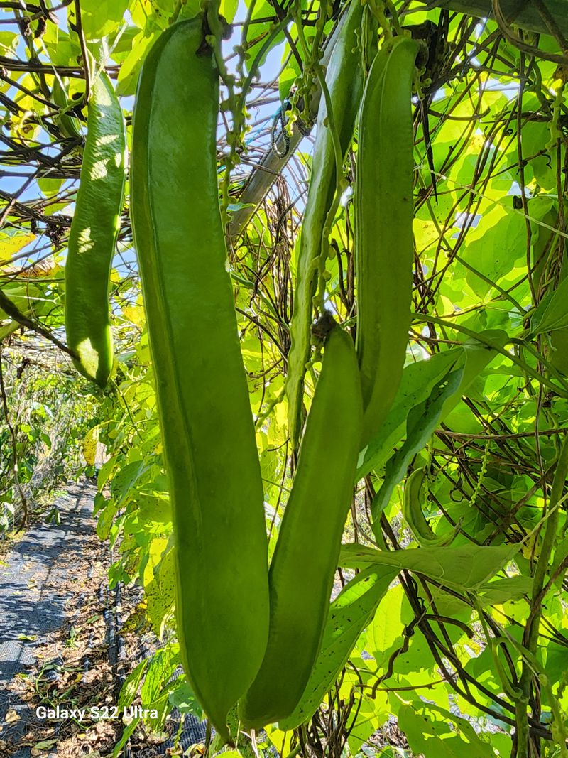 매기소골농장님의 장터 판매 상품 [건작두콩 1kg] 첨부 사진
