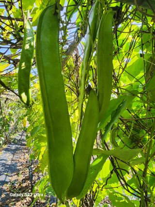 매기소골농장님의 작성글 사진