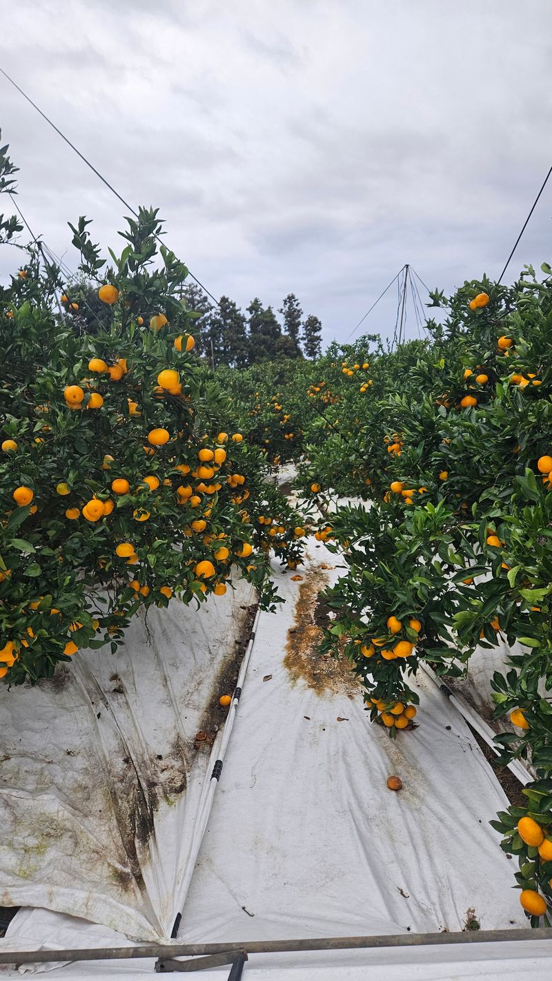 고강농원 강영자님의 장터 판매 상품 [고강농원타이벡귤 10kg] 첨부 사진