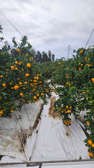 고강농원 강영자님의 작성글 사진