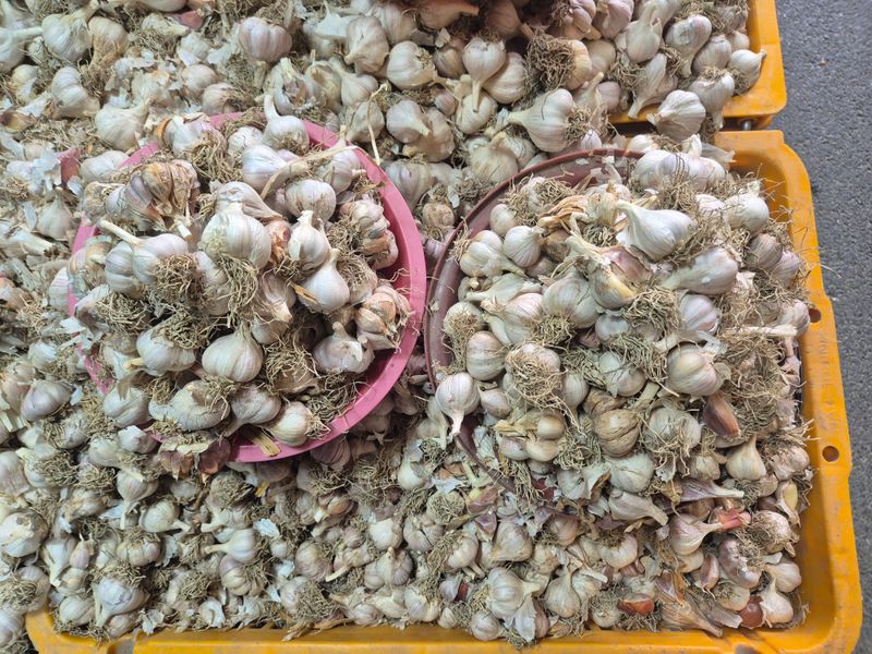 돼지파쪽파님의 장터 판매 상품 [의성 씨마늘] 첨부 사진