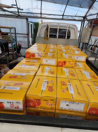 제주부자팜님의 자유주제 · 자유게시판 작성글 사진