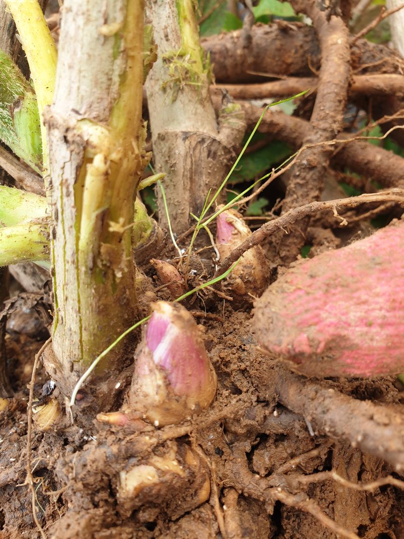 오아성님의 장터 판매 상품 [땅두릅 종근(50촉)] 첨부 사진