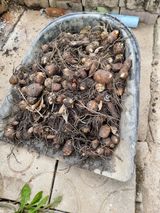 팜모닝 · 게시글 이미지