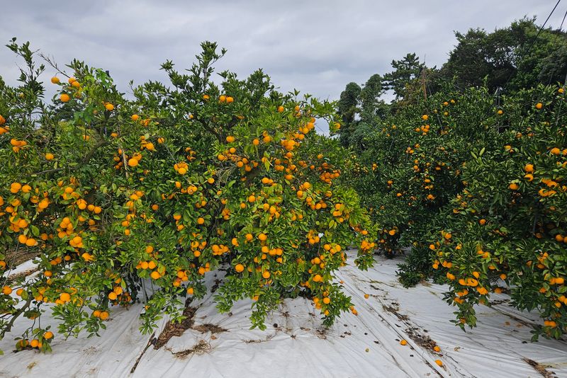 고강농원 강영자님의 장터 판매 상품 [고강농원타이벡귤 10kg] 첨부 사진