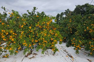 고강농원 강영자님의 작성글 사진