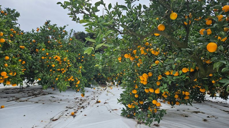 고강농원 강영자님의 장터 판매 상품 [고강농원타이벡귤 10kg] 첨부 사진