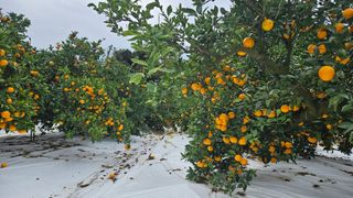 고강농원 강영자님의 작성글 사진