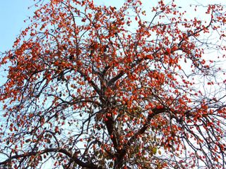 은혜농원(사과농사)님의 자유주제 · 자유게시판 작성글 사진