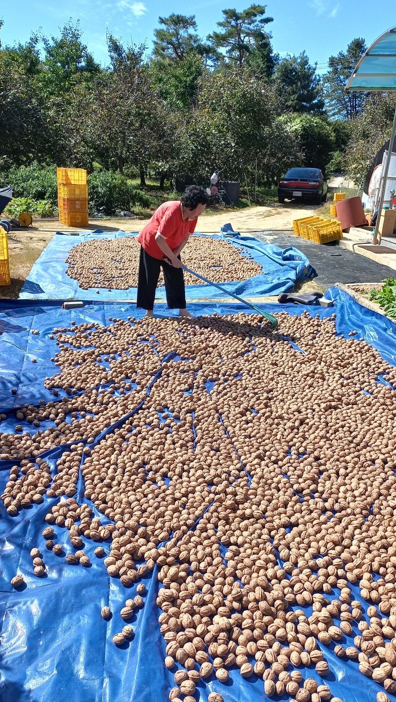 김노형님의 장터 판매 상품 [호두 1kg] 첨부 사진