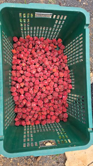 _고성농장님의 자유주제 · 자유게시판 작성글 사진