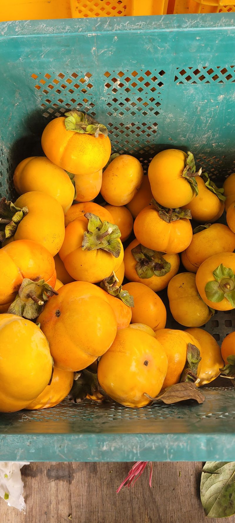 서녕영더기님의 장터 판매 상품 [차량단감. 10키로] 첨부 사진