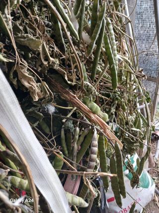 강성흔목사 님의 자유주제 · 자유게시판 작성글 사진