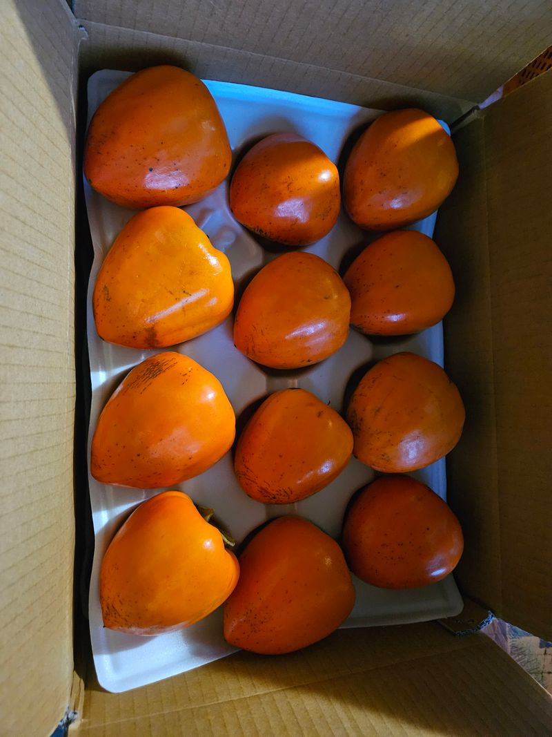 대봉매실 인생이막님의 장터 판매 상품 [광양 꿀대봉감 11kg (무료배송)] 첨부 사진