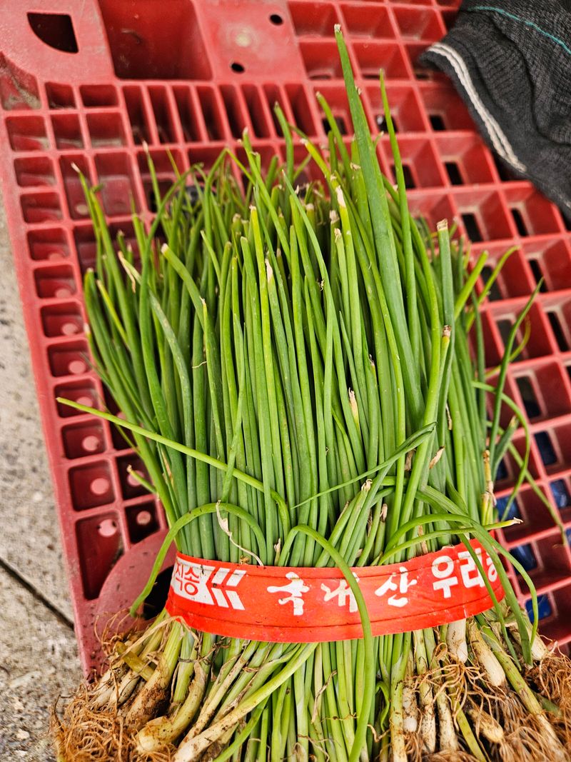 이재관(황토속애)님의 장터 판매 상품 [만생종양파모종 판매합니다] 첨부 사진