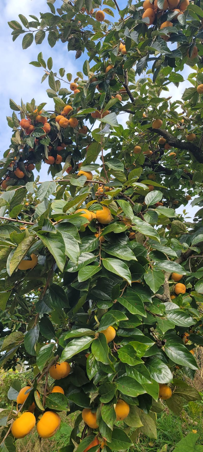 장터 상품 [차량단감. 10키로] 썸네일