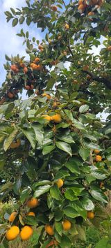 팜모닝 · 게시글 이미지