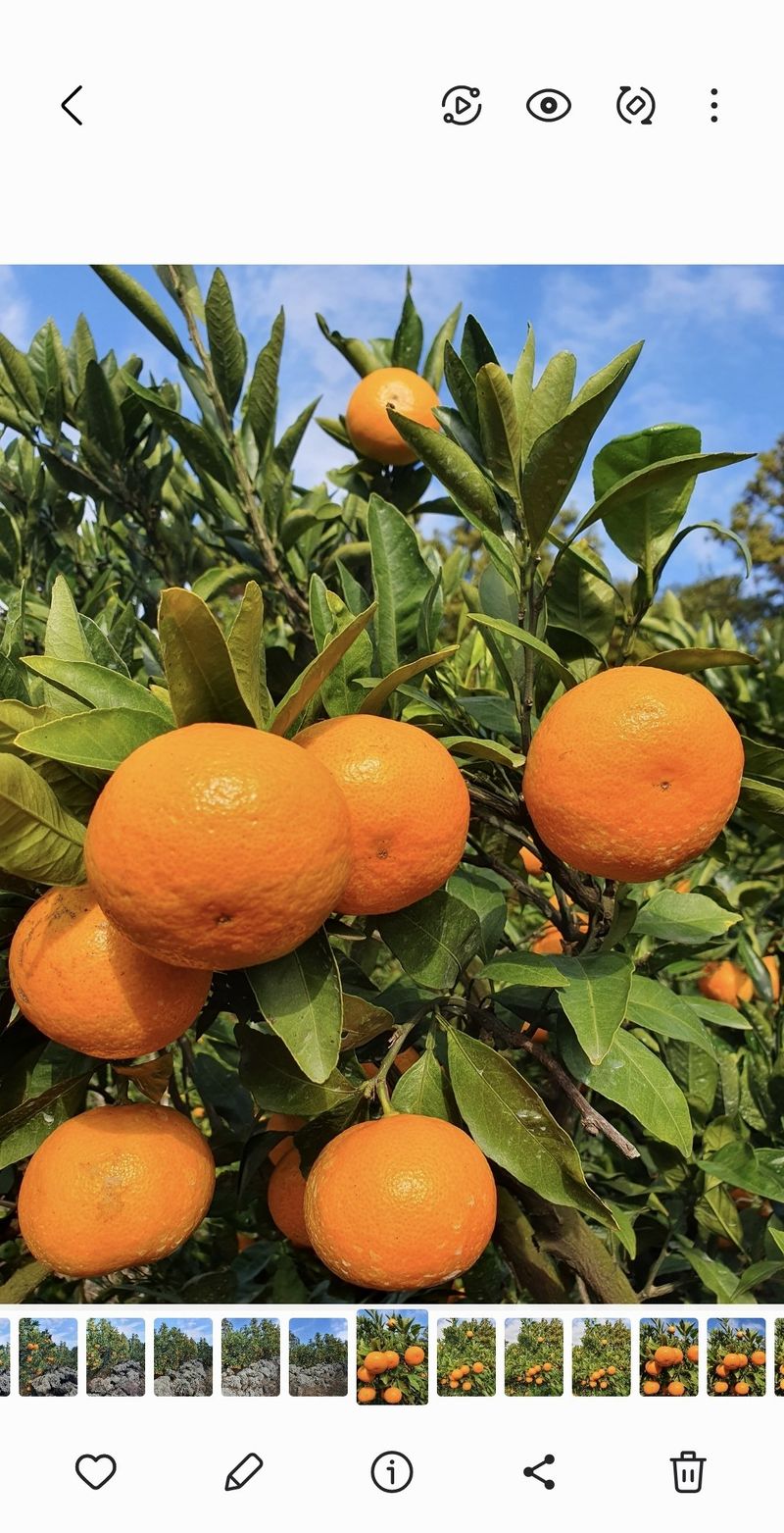 김미옥님의 장터 판매 상품 [제주 감귤 대과] 첨부 사진