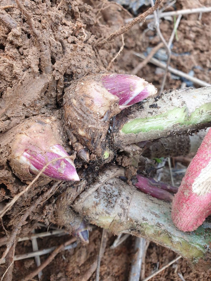 오아성님의 장터 판매 상품 [땅두릅 종근(50촉)] 첨부 사진