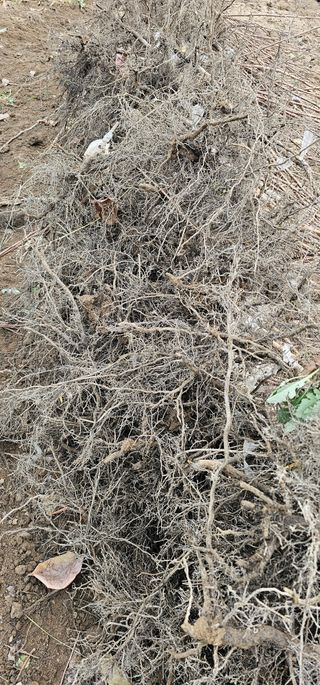 뿌리묘목농원님의 자유주제 · 자유게시판 작성글 사진