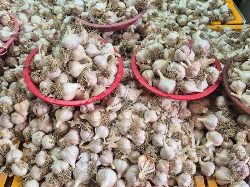 돼지파쪽파님의 장터 판매 상품 [의성 씨마늘] 첨부 사진