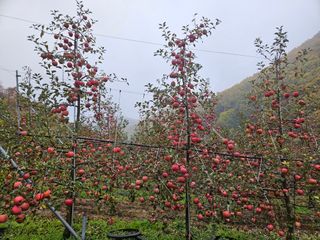 김인태님의 사과 · 수확 작성글 사진