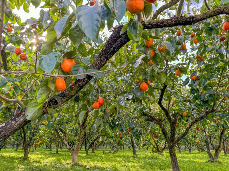 농부손녀님의 장터 판매 상품 [[특품] 꿀뚝뚝 대봉감 홍시 5kg 10kg 15kg] 첨부 사진