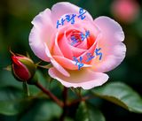 팜모닝 자유주제·자유게시판 게시글 이미지