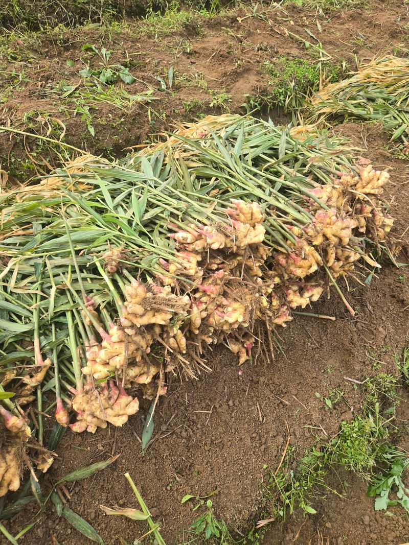 고집불통농장님의 장터 판매 상품 [햇생강 5kg 10kg] 첨부 사진