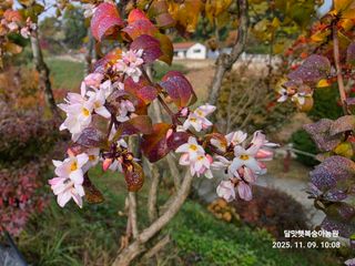 달맛햇복숭아농원님의 자유주제 · 사진전 작성글 사진