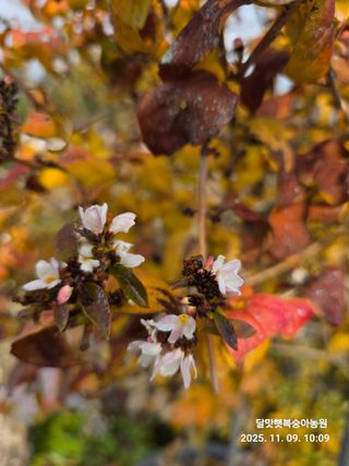 달맛햇복숭아농원님의 자유주제 · 사진전 작성글 사진