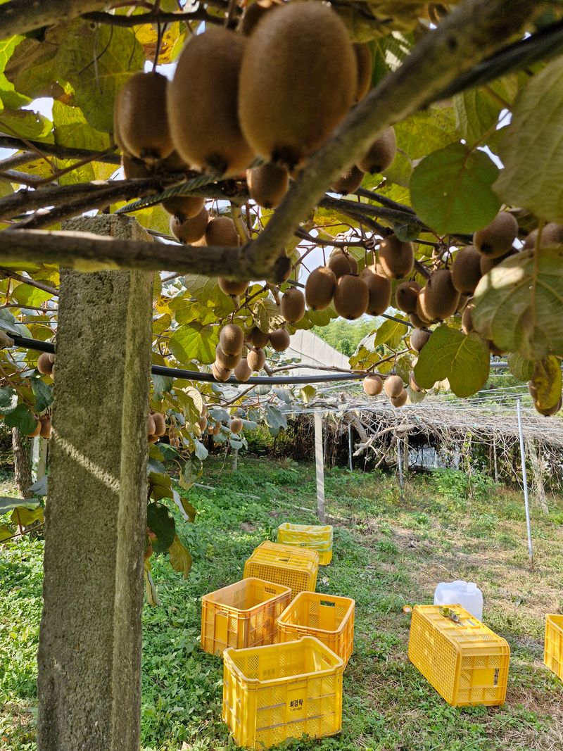 최재흥님의 장터 판매 상품 [키위 5kg, 10kg] 첨부 사진