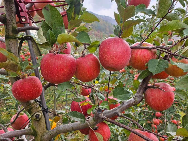 하늘아래사과나무님의 장터 판매 상품 [+ 2025년 봉화 부사 정품 사과 +] 첨부 사진