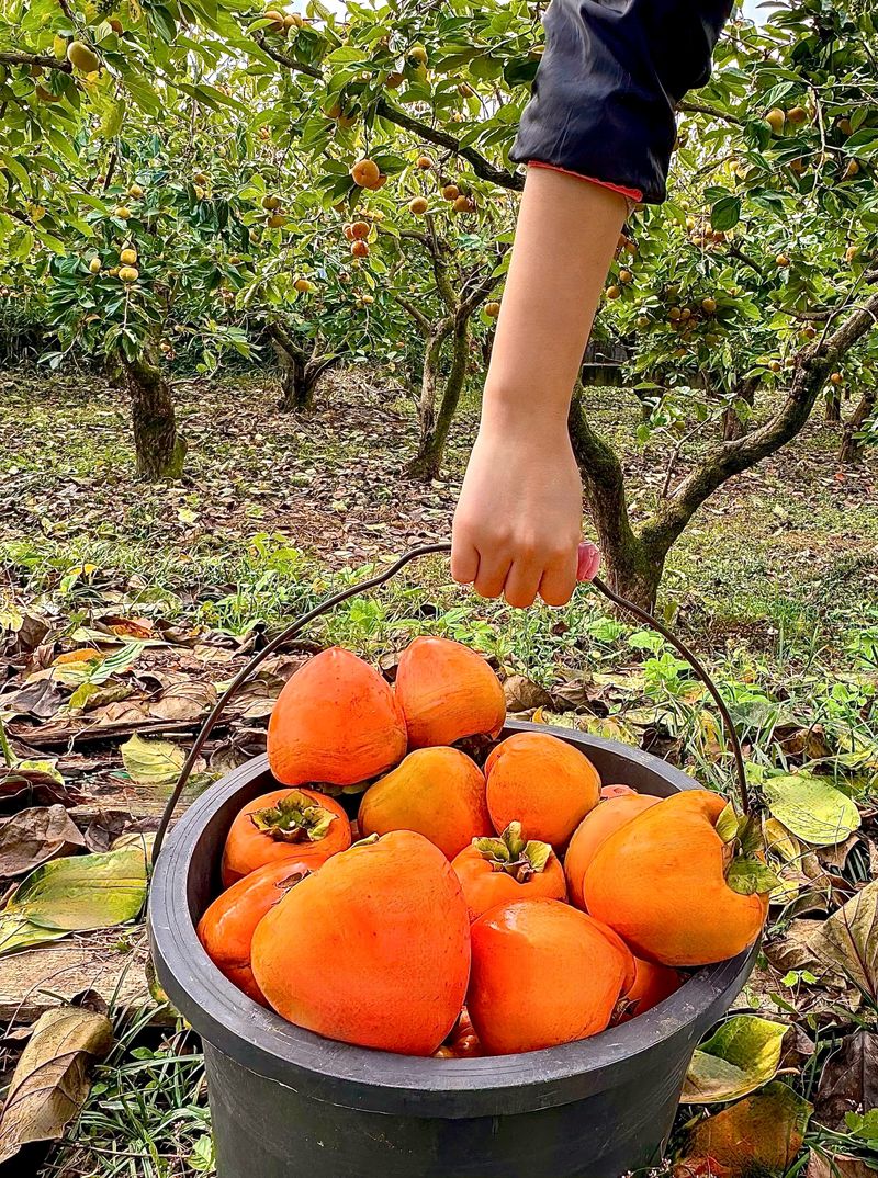 농부손녀님의 장터 판매 상품 [[특품] 꿀뚝뚝 대봉감 홍시 5kg 10kg 15kg] 첨부 사진