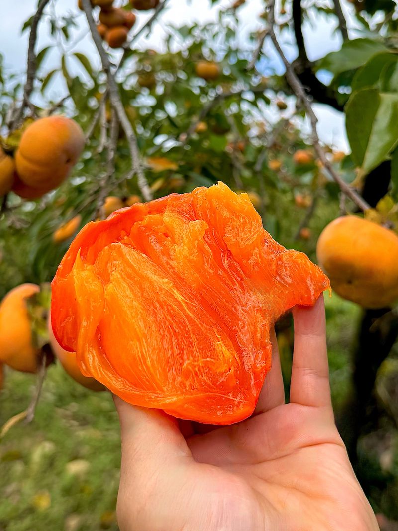 농부손녀님의 장터 판매 상품 [[특품] 꿀뚝뚝 대봉감 홍시 5kg 10kg 15kg] 첨부 사진