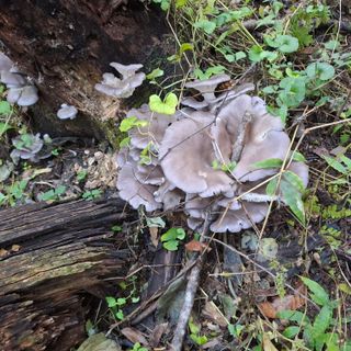 오영도님의 자유주제 · 자유게시판 작성글 사진