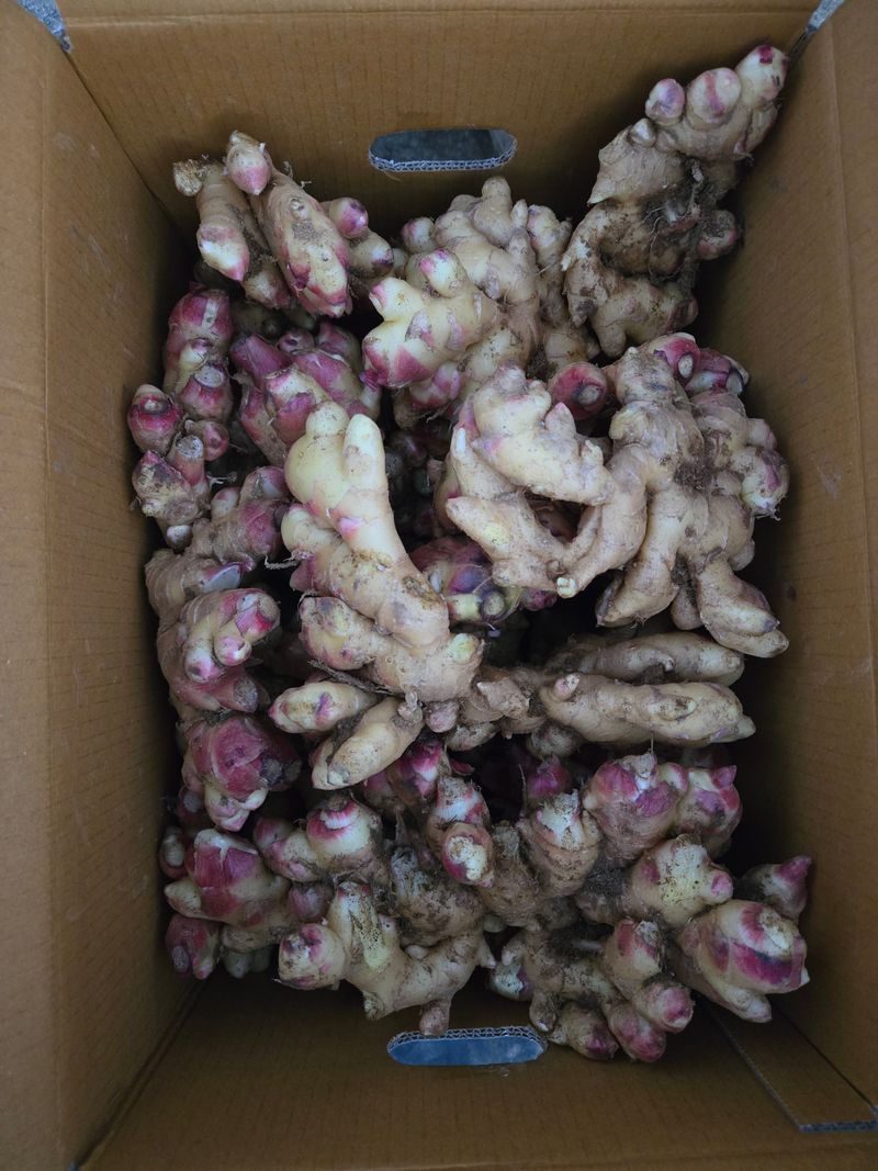 고집불통농장님의 장터 판매 상품 [햇생강 5kg 10kg] 첨부 사진