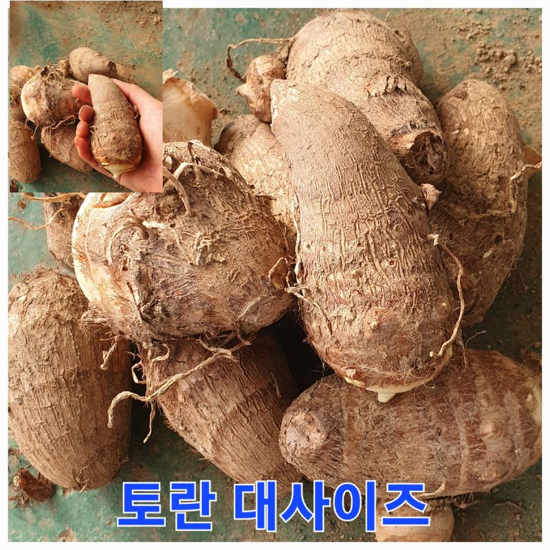 장계령님의 장터 판매 상품 [토란비료 없이 키운 자연 토란 (논산산) 1KG] 첨부 사진