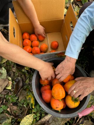 농부손녀님의 작성글 사진
