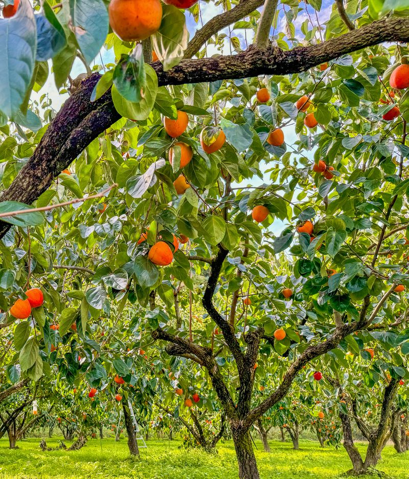 농부손녀님의 장터 판매 상품 [[특품] 꿀뚝뚝 대봉감 홍시 5kg 10kg 15kg] 첨부 사진