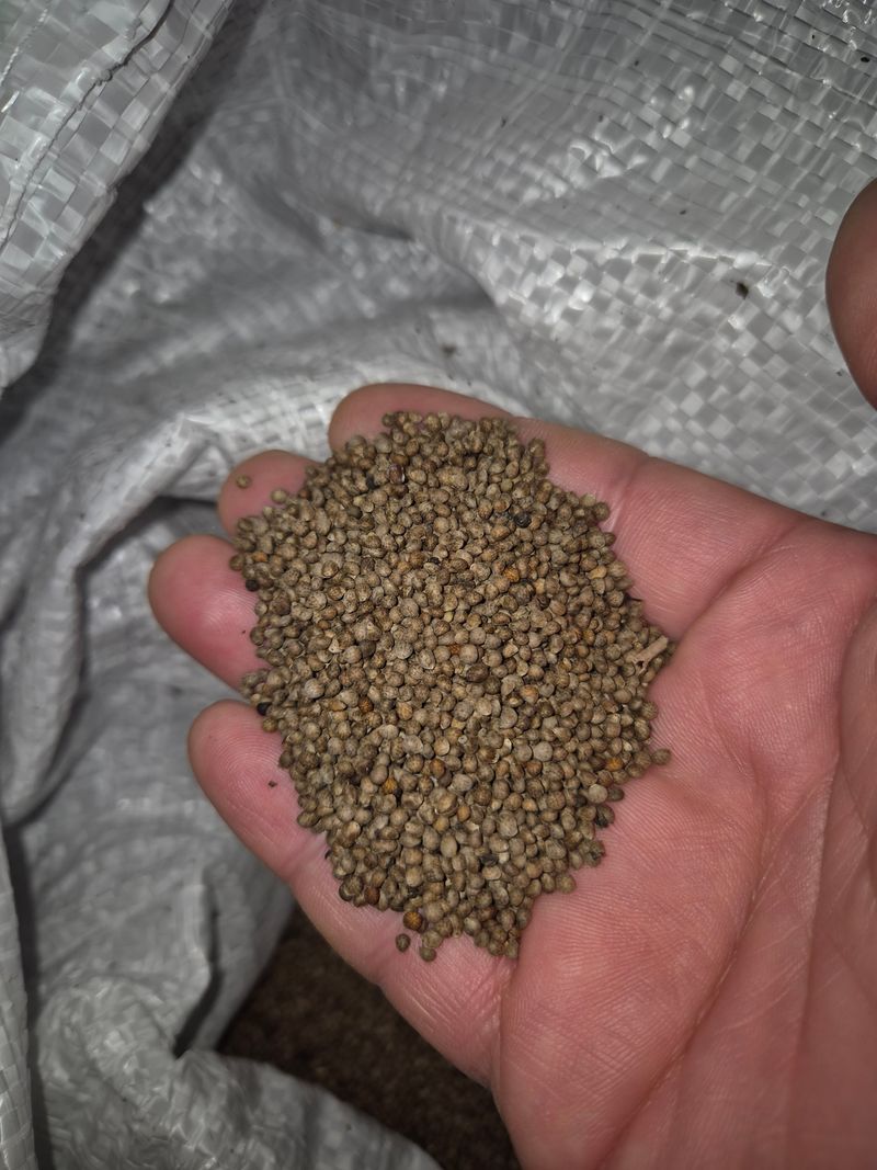 장터 상품 [2025년 들깨] 썸네일