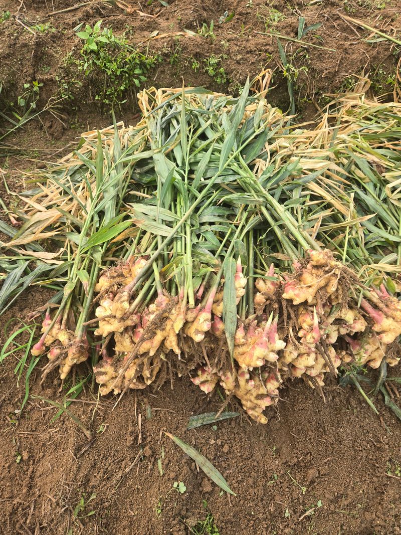 고집불통농장님의 장터 판매 상품 [햇생강 5kg 10kg] 첨부 사진